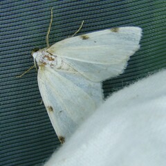 Lomographa bimaculata