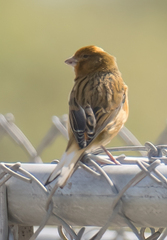 Serinus canaria domesticus