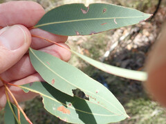 Corymbia trachyphloia