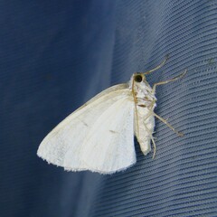 Lomographa bimaculata