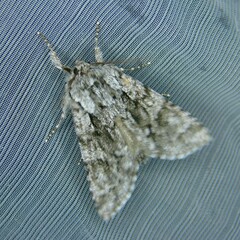 Acronicta auricoma