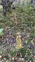 Lilium martagon pilosiusculum