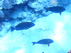 Acanthuridae
