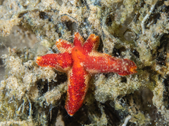 Asterinidae