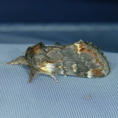 Notodonta dromedarius