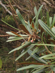 Planchonella baillonii