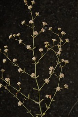 Eriogonum angulosum