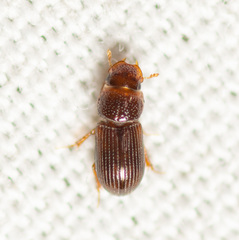 Platytomus longulus