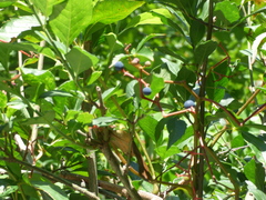 Parthenocissus quinquefolia