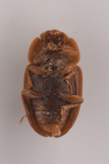 Epuraea