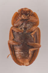 Epuraea