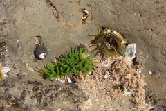 Actiniidae