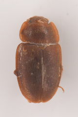 Epuraea