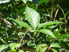 Parthenocissus quinquefolia