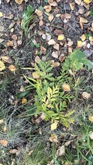 Pleurospermum uralense
