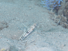 Tomiyamichthys dorsostigma