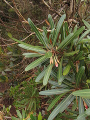 Planchonella baillonii