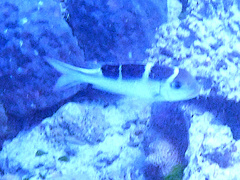 Monotaxis grandoculis