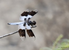 Plathemis subornata