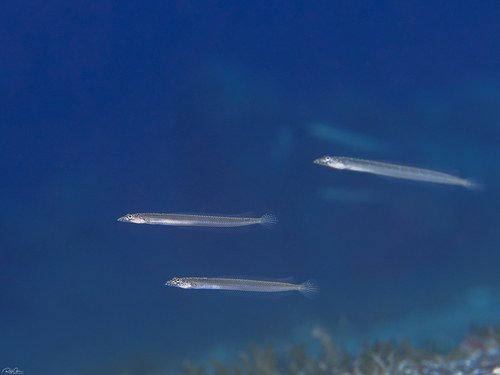 Trichonotus nikii observed 2020-07-29