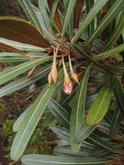 Planchonella baillonii