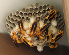 Polistes flavus