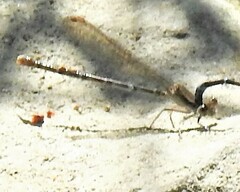 Argia sedula