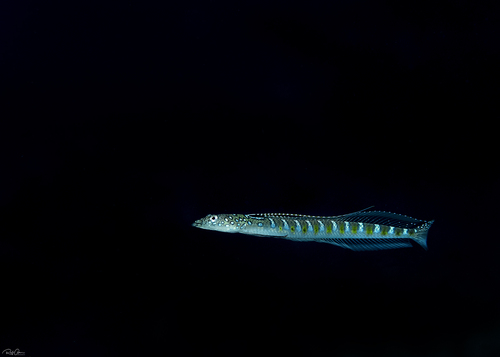 Trichonotus nikii observed 2020-07-29