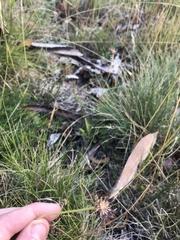 Chaerophyllum australianum