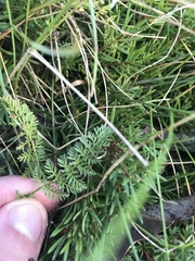 Chaerophyllum australianum