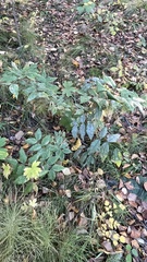 Vicia venosa baicalensis