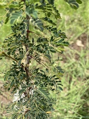 Havardia acatlensis