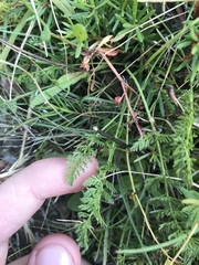 Chaerophyllum australianum