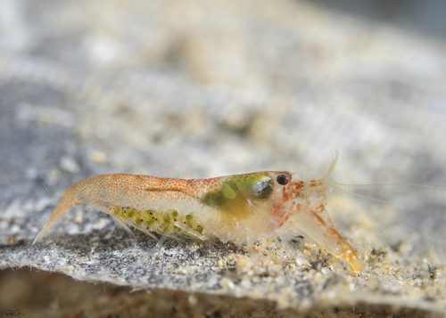Alpheus pacificus observed 2020-07-29