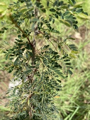 Havardia acatlensis