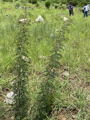 Havardia acatlensis