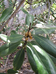 Planchonella contermina