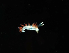 Flabellina
