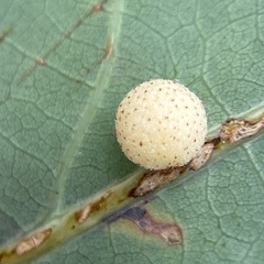 Philonix fulvicollis