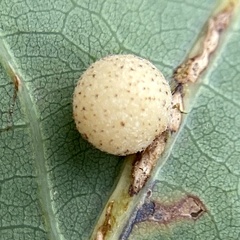 Philonix fulvicollis