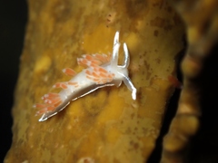 Flabellina