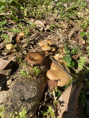 Lentinus arcularius