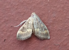 Ostrinia