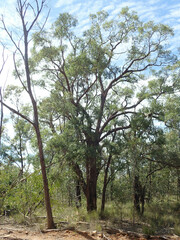 Eucalyptus tenuipes