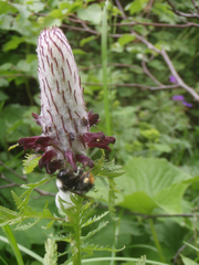 Pedicularis atropurpurea