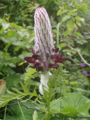 Pedicularis atropurpurea