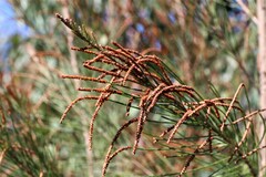 Allocasuarina littoralis