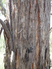 Eucalyptus tenuipes