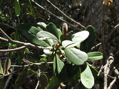Planchonella contermina