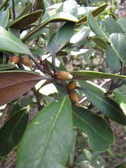 Planchonella contermina